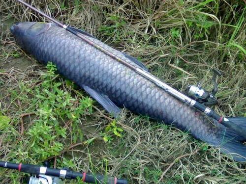 青鱼视频国产万部高清