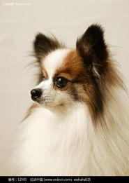 国产蝴蝶犬图片视频播放,灵动优雅,魅力四溢的犬界明星