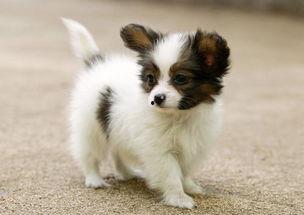 国产蝴蝶犬图片视频播放,灵动优雅,魅力四溢的犬界明星