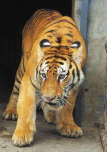 国产东北虎成为虎王视频,国产雄狮的王者归来